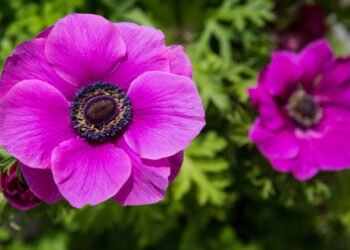 Esta flor encanta com sua beleza e delicadeza fazendo você querer cultivá-la