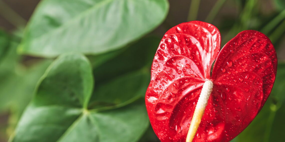 As 5 melhores plantas para ambientes úmidos sem risco de apodrecer
