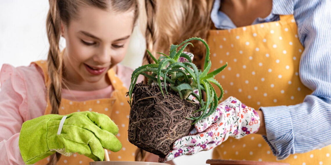 Essas são as 5 plantas que curam mais que abraço de vó!