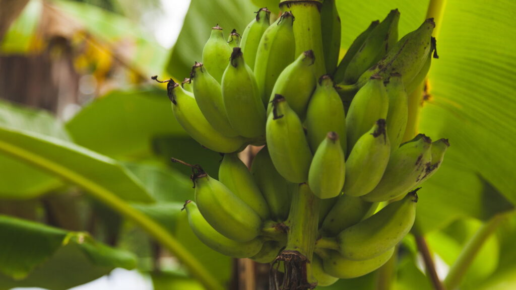 Como plantar bananas em vasos para colheita caseira simples