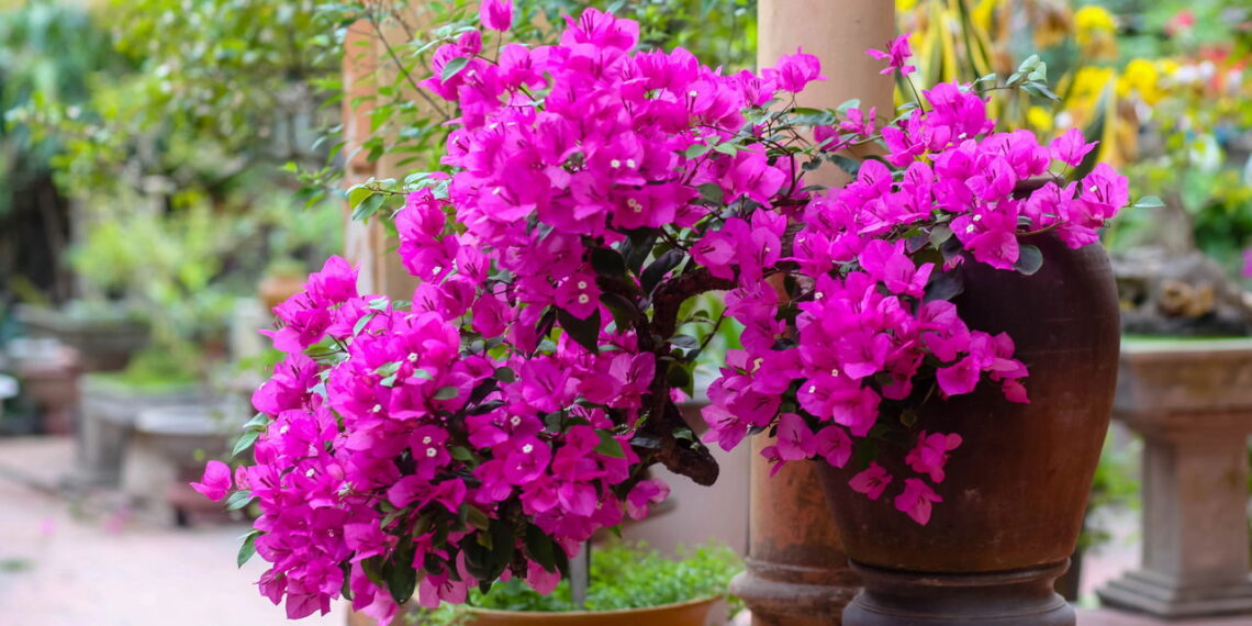 As 6 melhores plantas resistentes à seca para seu jardim