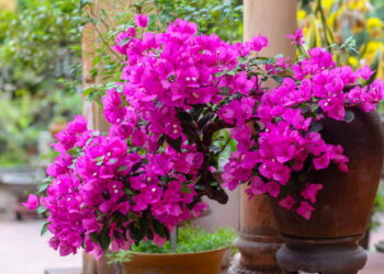 As 6 melhores plantas resistentes à seca para seu jardim