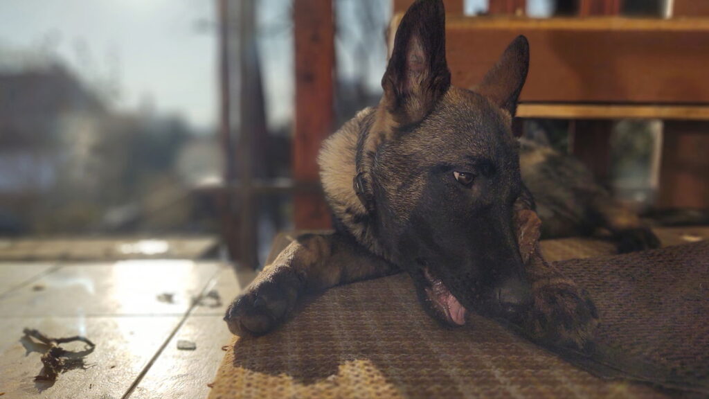 Nomes mais fortes para cães imponentes e protetores