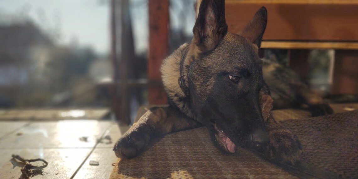 Psicologia explica por que os cães seguem seus donos em todos os lugares