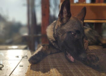 Psicologia explica por que os cães seguem seus donos em todos os lugares