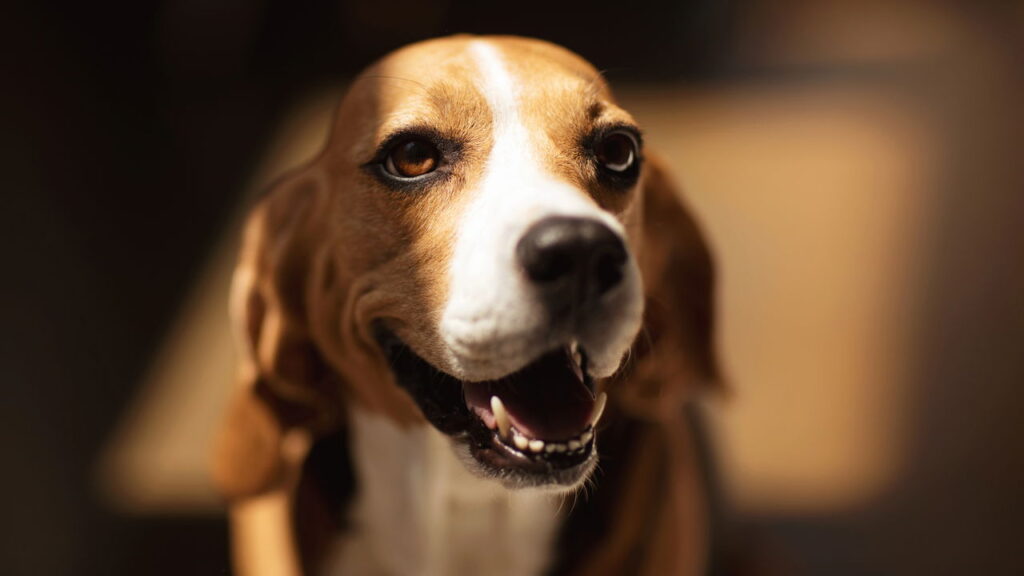 O que significa para seu cão olhar nos olhos por muito tempo
