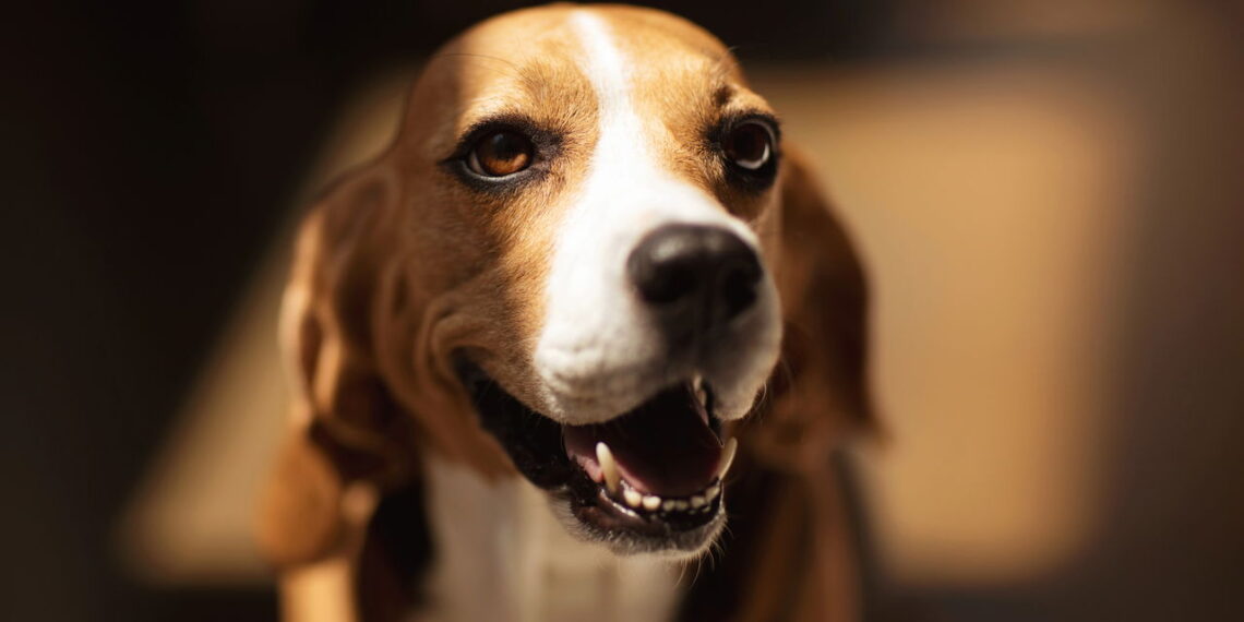 O que significa para seu cão olhar nos olhos por muito tempo