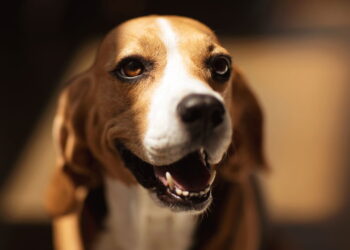 O que significa para seu cão olhar nos olhos por muito tempo