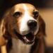 O que significa para seu cão olhar nos olhos por muito tempo