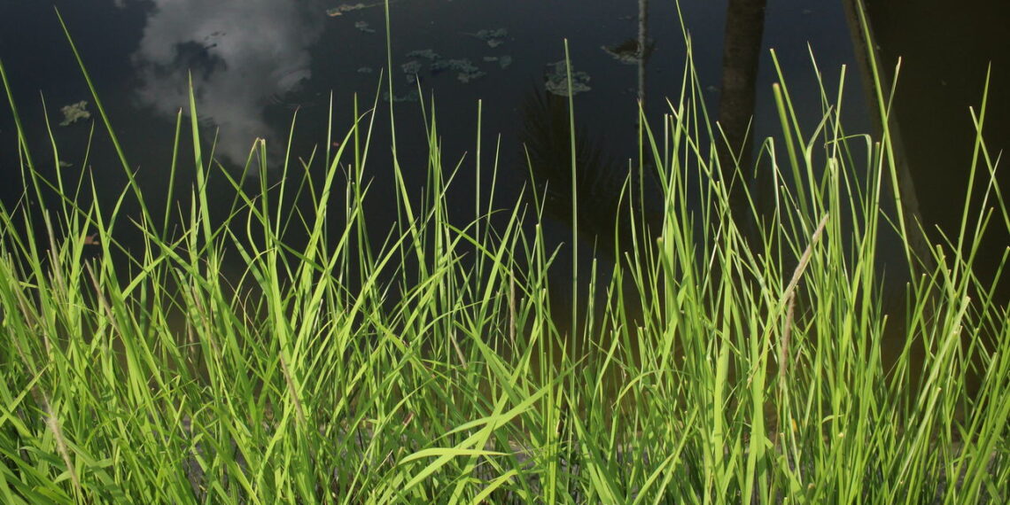 As 4 plantas mais eficazes para purificar solos contaminados