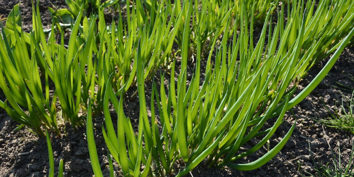 Aprenda a cultivar uma horta incrível com essa planta indispensável nas receitas!