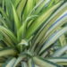 As 3 plantas que diminuem a poeira em casa