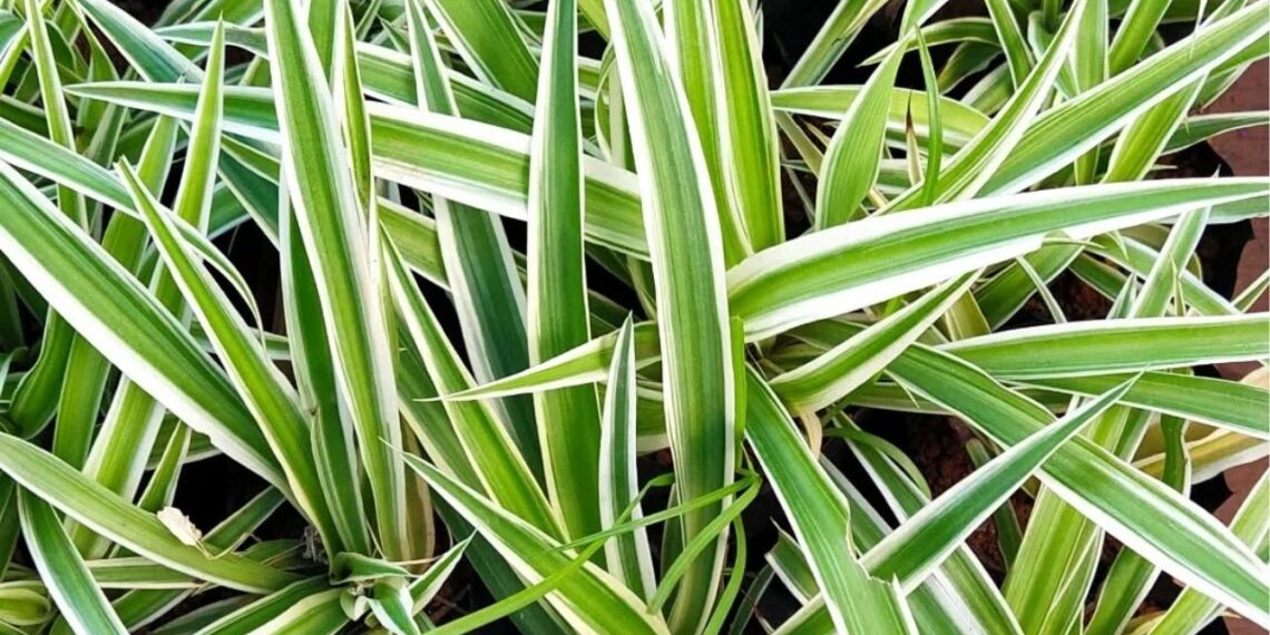 As 6 plantas ideais para fazer mudas e montar um jardim do zero
