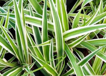 As 6 plantas ideais para fazer mudas e montar um jardim do zero