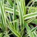 As 6 plantas ideais para fazer mudas e montar um jardim do zero