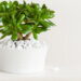 As 5 plantas que mais atraem dinheiro segundo o Feng Shui
