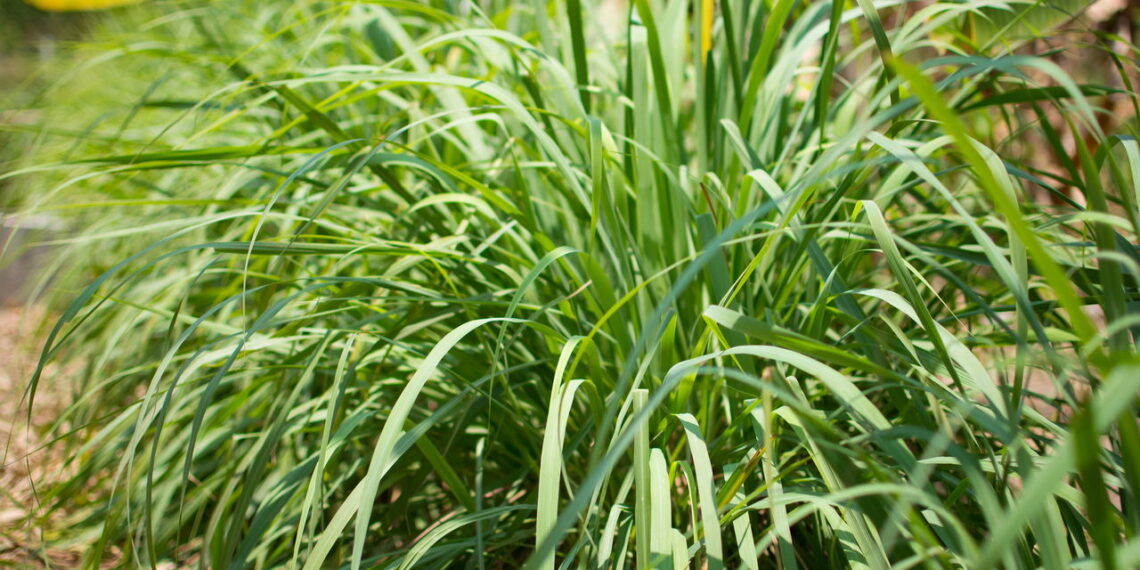 4 plantas que mantêm os carrapatos longe do quintal