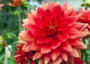 Flor conhecida por suas cores vibrantes ganha o coração por ser fácil de ter em casa