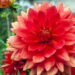 Flor conhecida por suas cores vibrantes ganha o coração por ser fácil de ter em casa