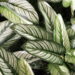 As 3 plantas mais venenosas encontradas em quintais brasileiros