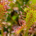 As 4 plantas carnívoras mais fáceis de cultivar em casa