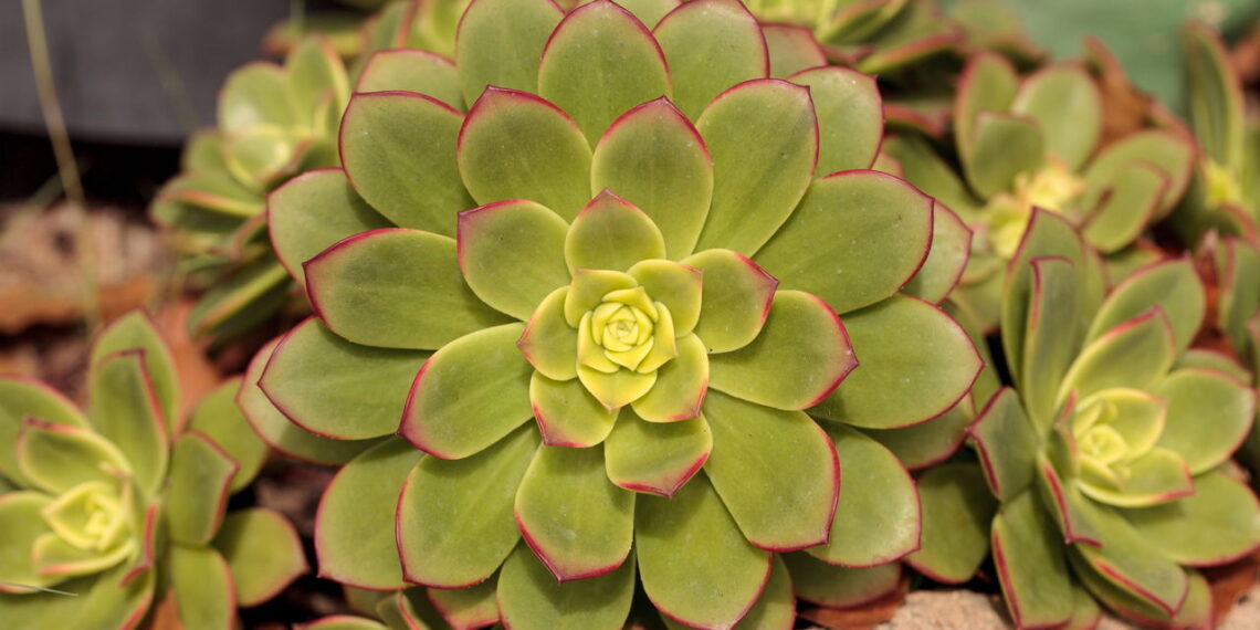 As 6 melhores plantas para quem tem pouco espaço em casa