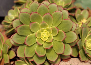 As 6 melhores plantas para quem tem pouco espaço em casa