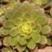 As 6 melhores plantas para quem tem pouco espaço em casa