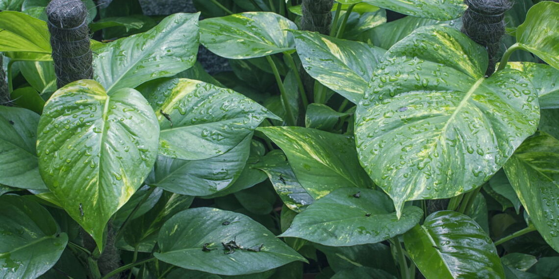 Plantas que vivem na água: não precisam de terra, são fáceis de cuidar e decoram como poucas
