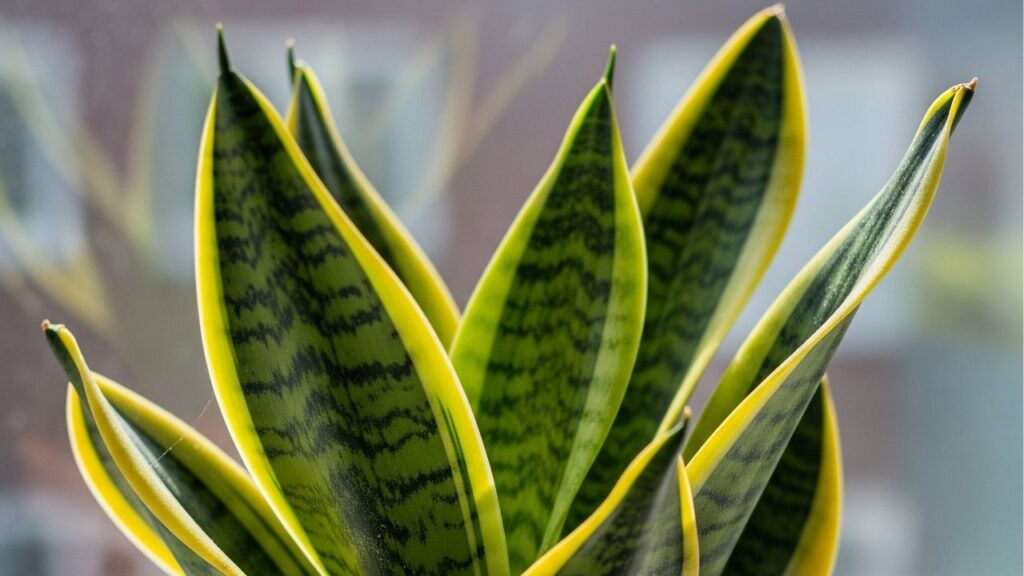 Plantas que precisam de pouca água e estão em alta nos apartamentos