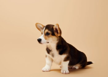 O que os nomes de pets revelam sobre a personalidade dos donos