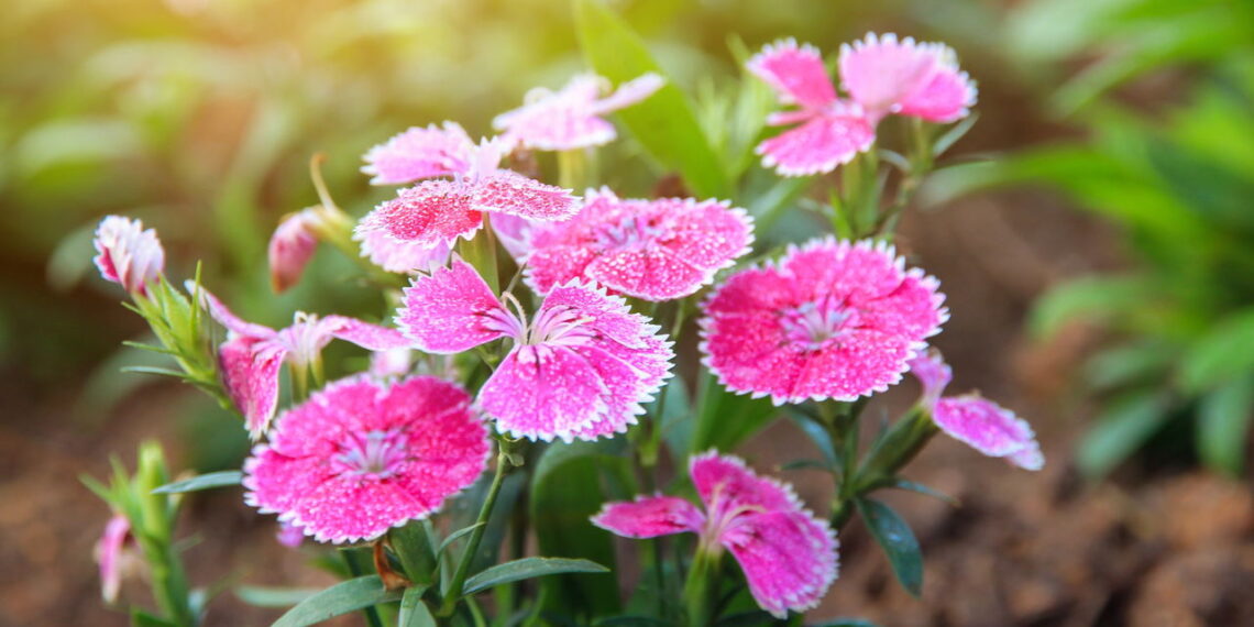 Flor famosa pela beleza e aroma é a escolha perfeita para um jardim deslumbrante!