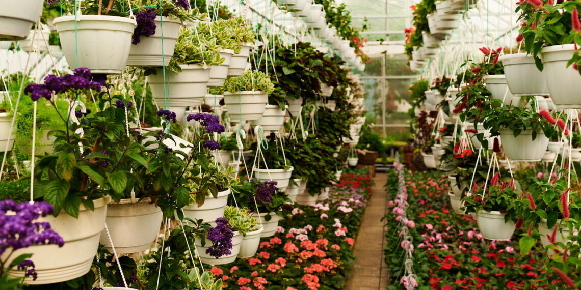 As 5 flores mais exóticas que você pode cultivar dentro de casa e impressionar!