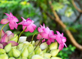 Essas são as formas mais fáceis e rápidas para cultivar a flor de lótus em casa!