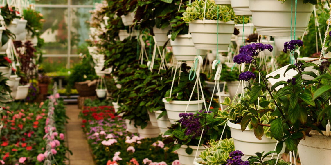 As 5 flores que você pode plantar em casa sem medo!