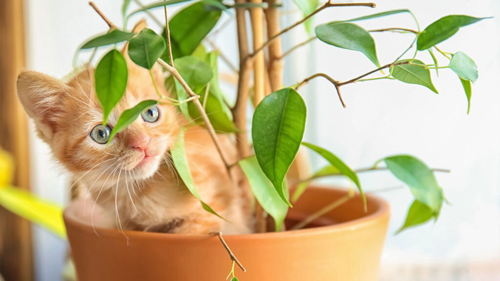 O que seu gato está tentando dizer quando mastiga suas plantas