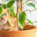 O que seu gato está tentando dizer quando mastiga suas plantas
