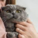 Por que os gatos são vistos como os animais mais místicos do mundo?