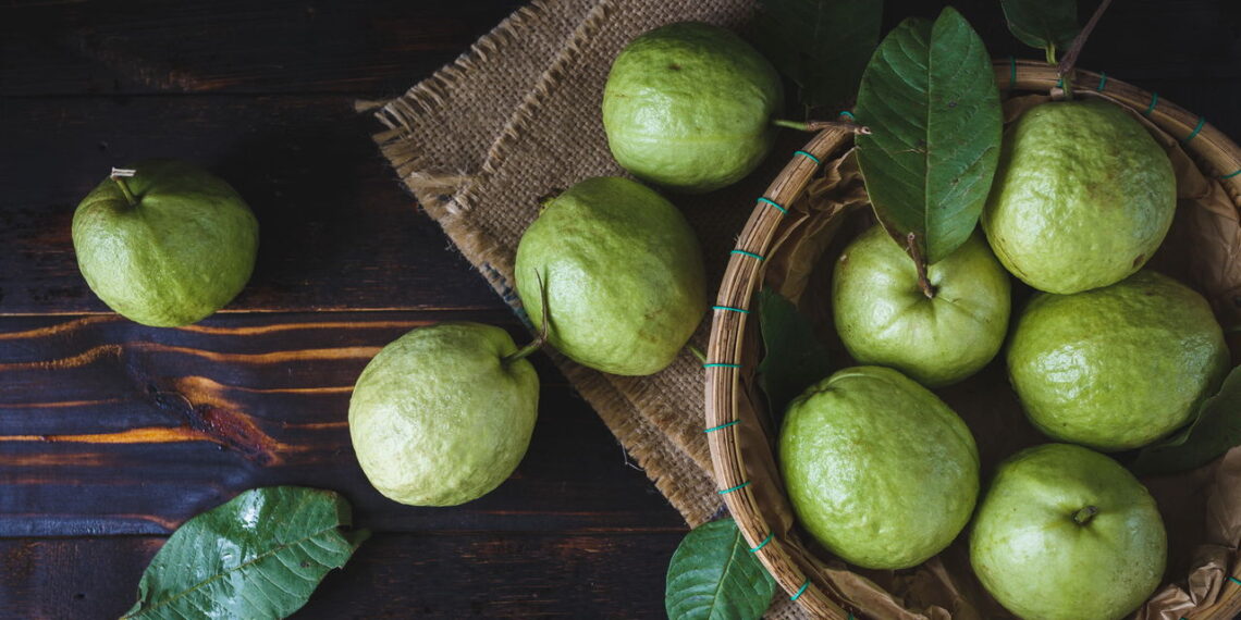 Cultive goiaba em vasos pequenos e tenha frutas frescas o ano todo