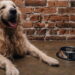 Os nomes mais perfeitos para Golden Retriever segundo especialistas