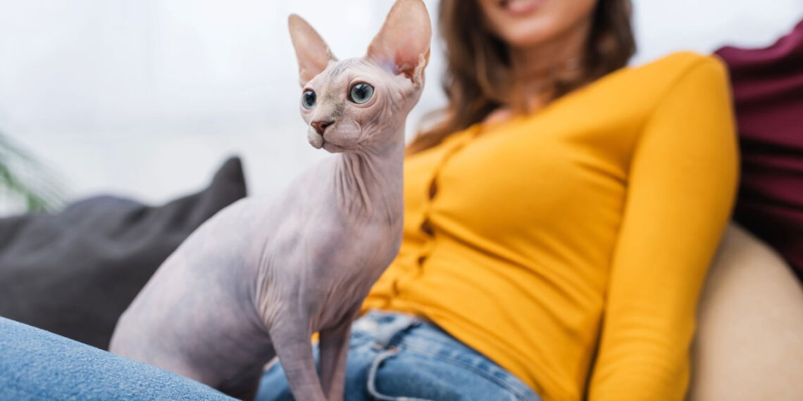 Cuidados essenciais para manter a saúde de gatos sem pelo
