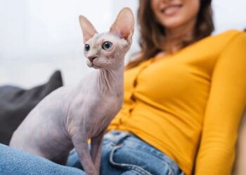 Cuidados essenciais para manter a saúde de gatos sem pelo