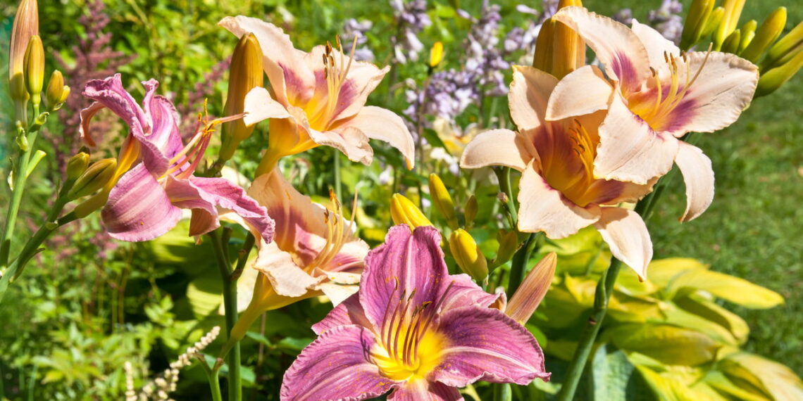 9 plantas perenes para plantar em julho para um jardim exuberante no final do verão
