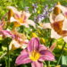 9 plantas perenes para plantar em julho para um jardim exuberante no final do verão
