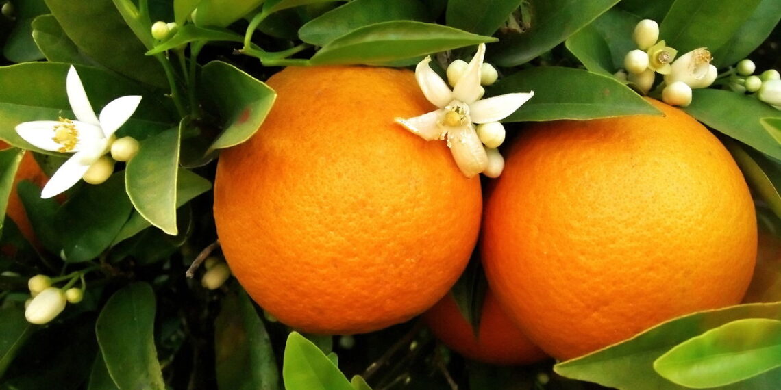 Conheça a fruta do dia a dia brasileiro que você pode cultivar em casa sem erro!