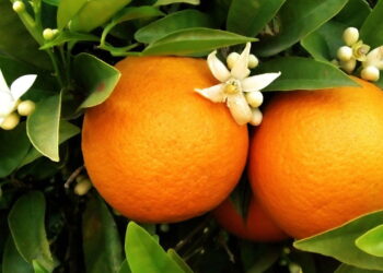 Conheça a fruta do dia a dia brasileiro que você pode cultivar em casa sem erro!