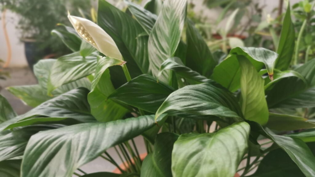 As 6 plantas mais resistentes à luz artificial para ter em casa