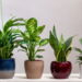 As 5 melhores plantas que deixam o ar da sua casa mais saudável e puro
