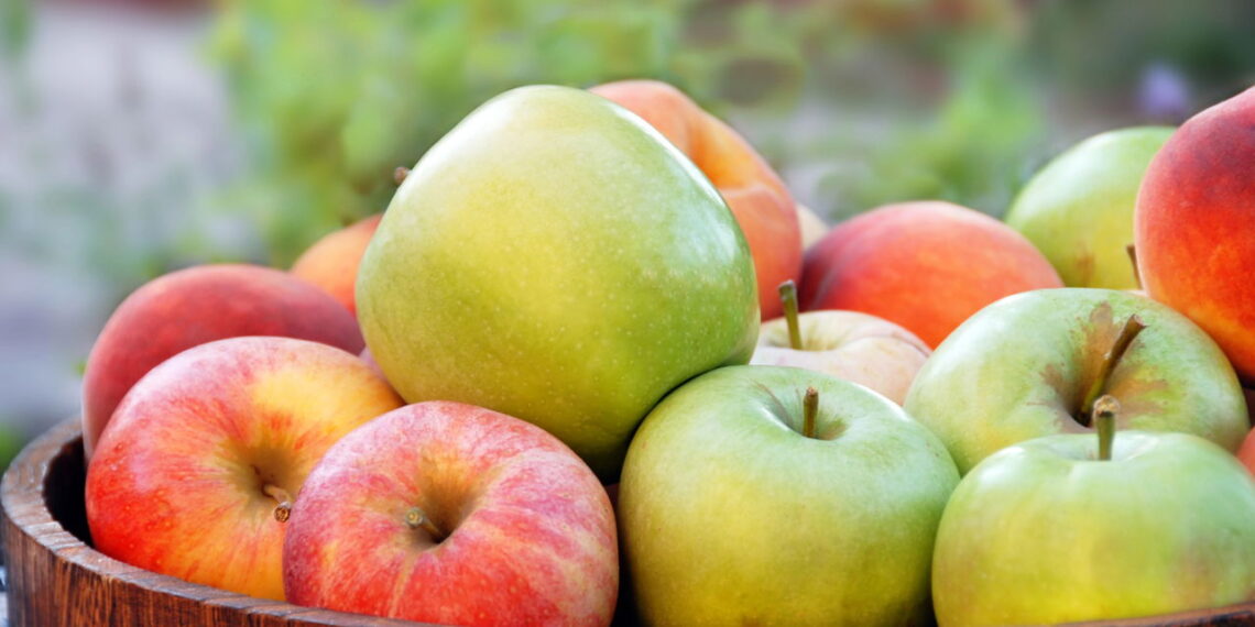 Estratégia eficaz para plantar maçã em recipientes profundos e obter frutos de qualidade