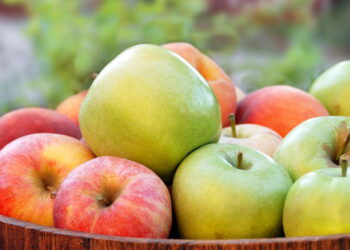 Estratégia eficaz para plantar maçã em recipientes profundos e obter frutos de qualidade